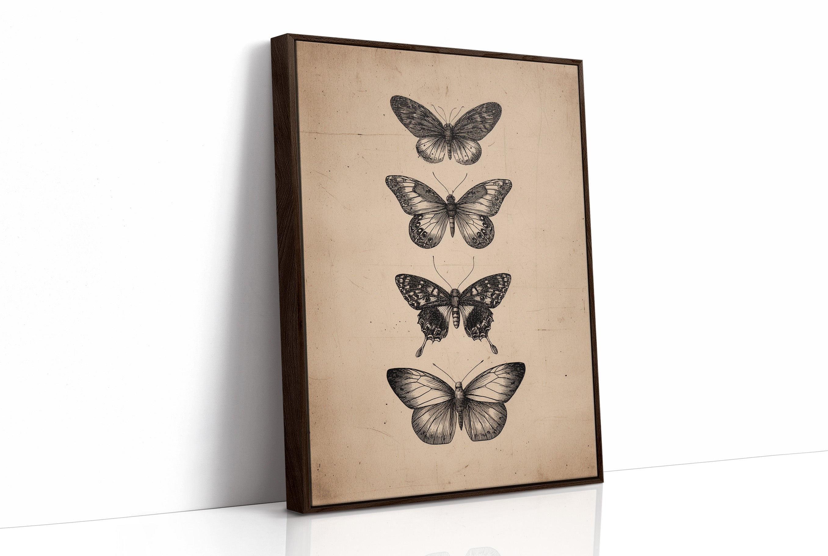 Specimen Study In Soft Light