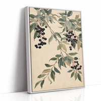 Botanical Berry: Elderberry Vine
