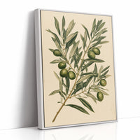 Olive Branch Botanical Study