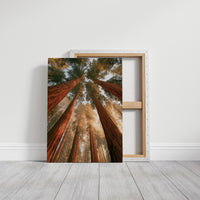Cathedral of Redwoods