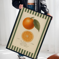 Vintage Orange Slice Botanical Study