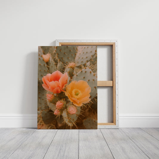 Blooming Cactus in Desert Light