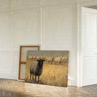 Black Sheep Leads Golden Meadow