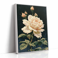 Peach Rose in Midnight