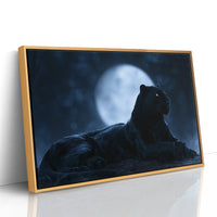 Night Owl, Technically Feline