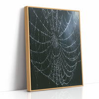 Dew-Kissed Web at Dusk
