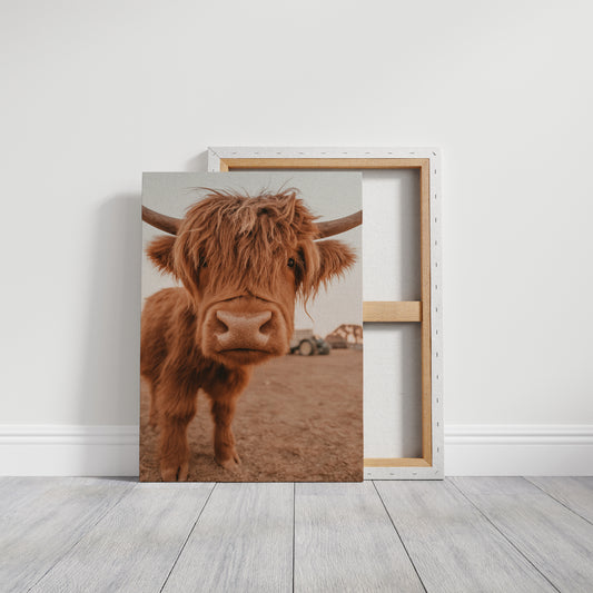 Sweet Stare from the Highland Pasture