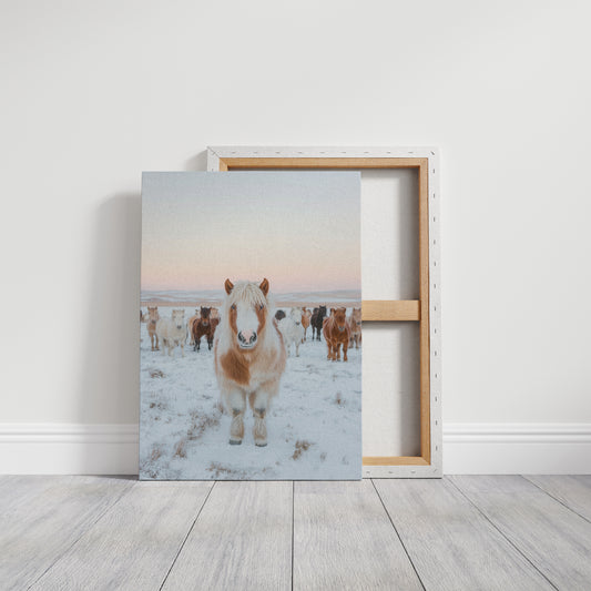 Fluffy Pony in Winter Herd