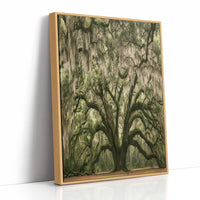 Ancient Oak, Draped in Moss