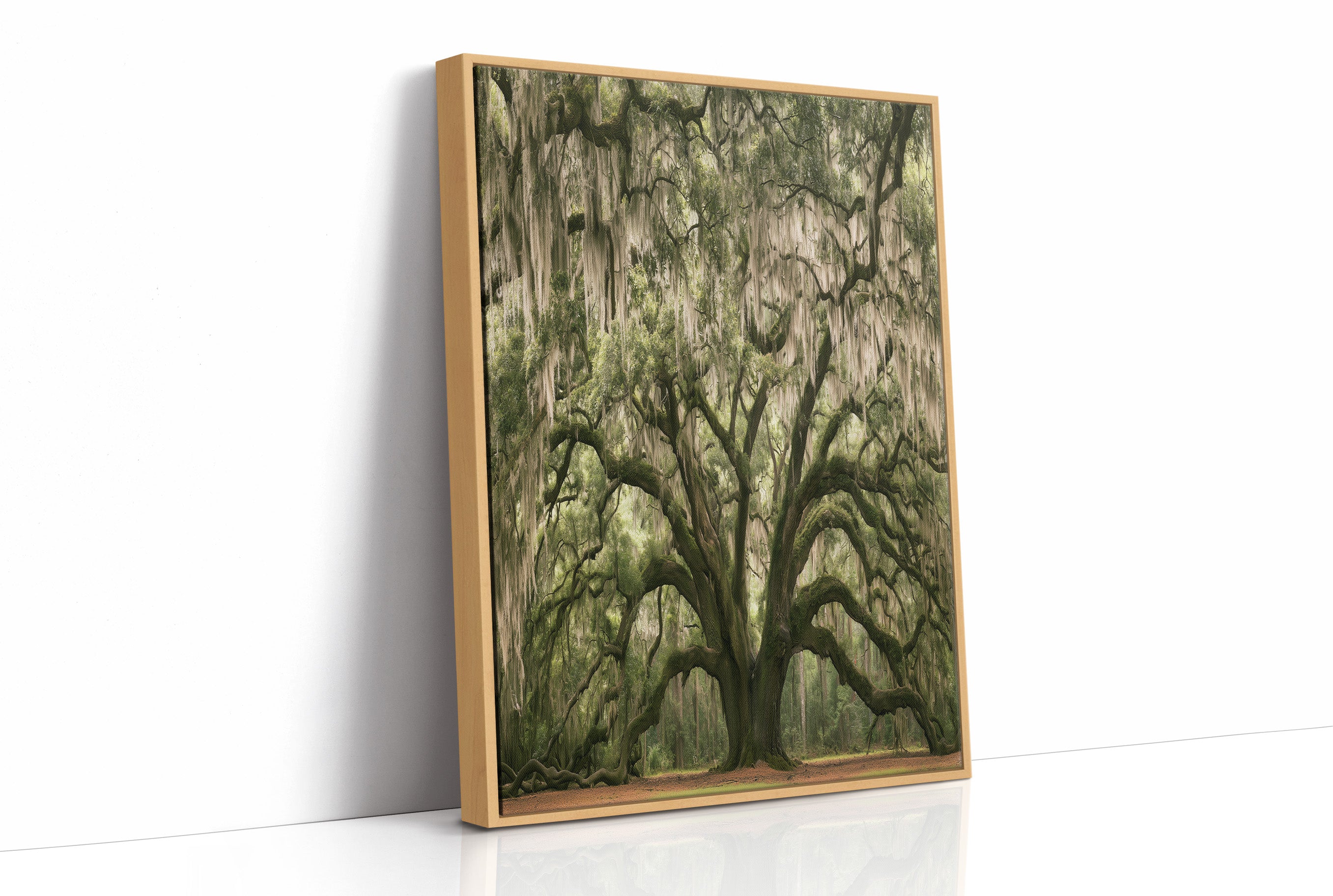 Ancient Oak, Draped in Moss