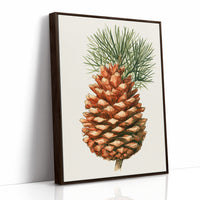 Pinecone Study No. 1