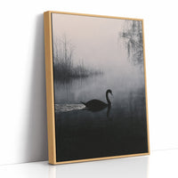 Black Swan on Silent Water