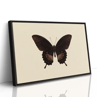 Dark Wings Against Ivory Canvas