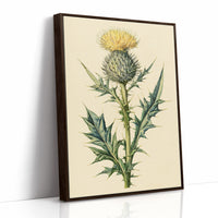 Thistle In Fine Botanical Detail