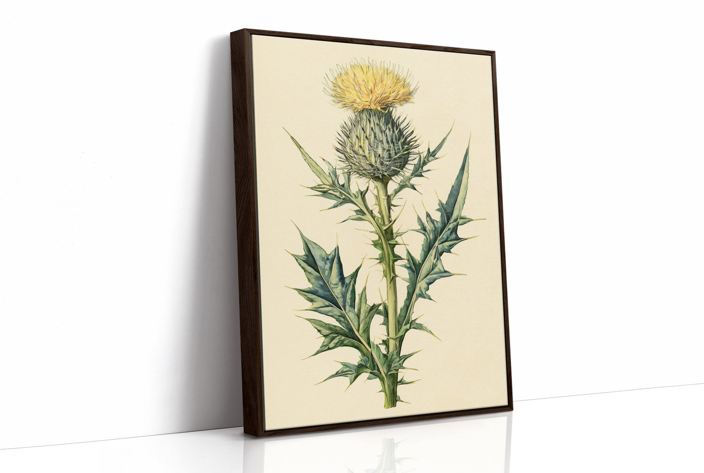 Thistle In Fine Botanical Detail