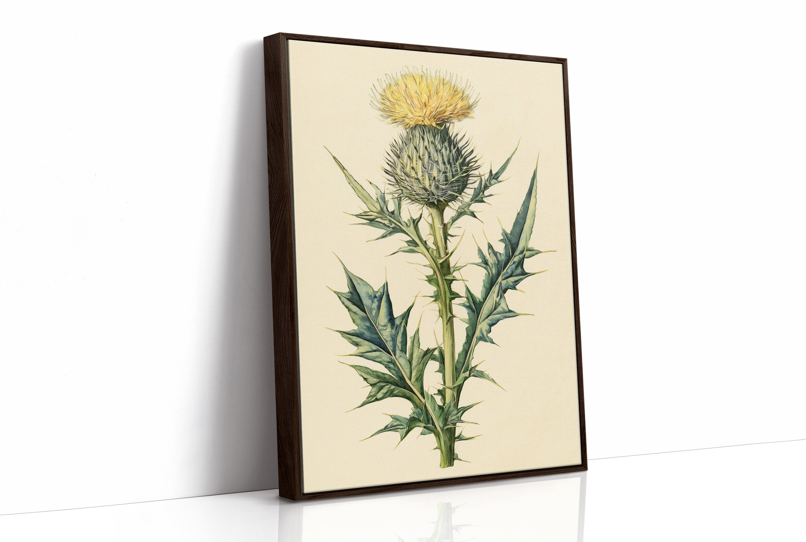 Thistle In Fine Botanical Detail