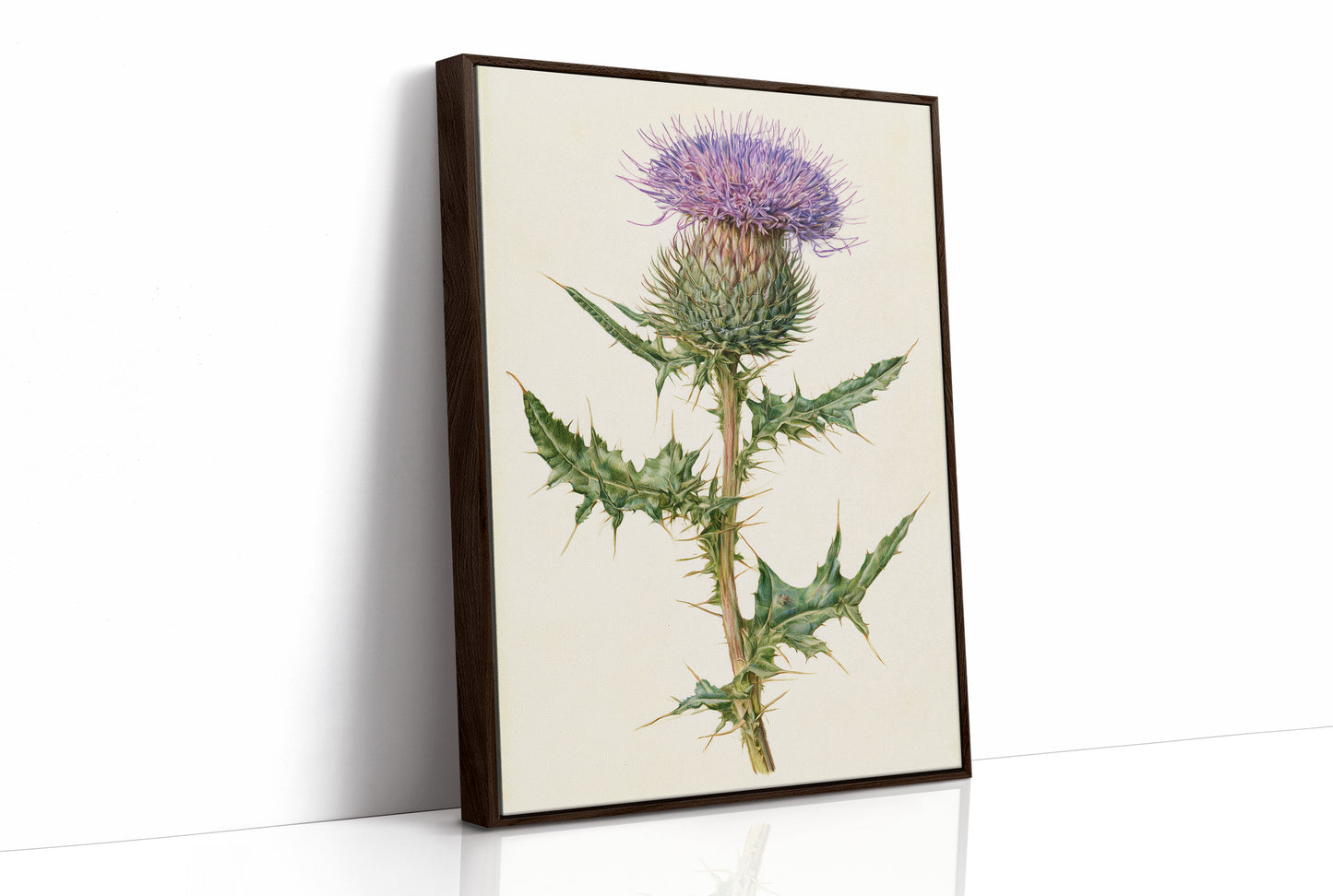 Purple Thistle In Fine Detail