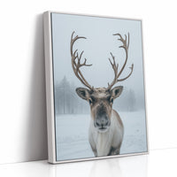 December's Gentle Northern Prince