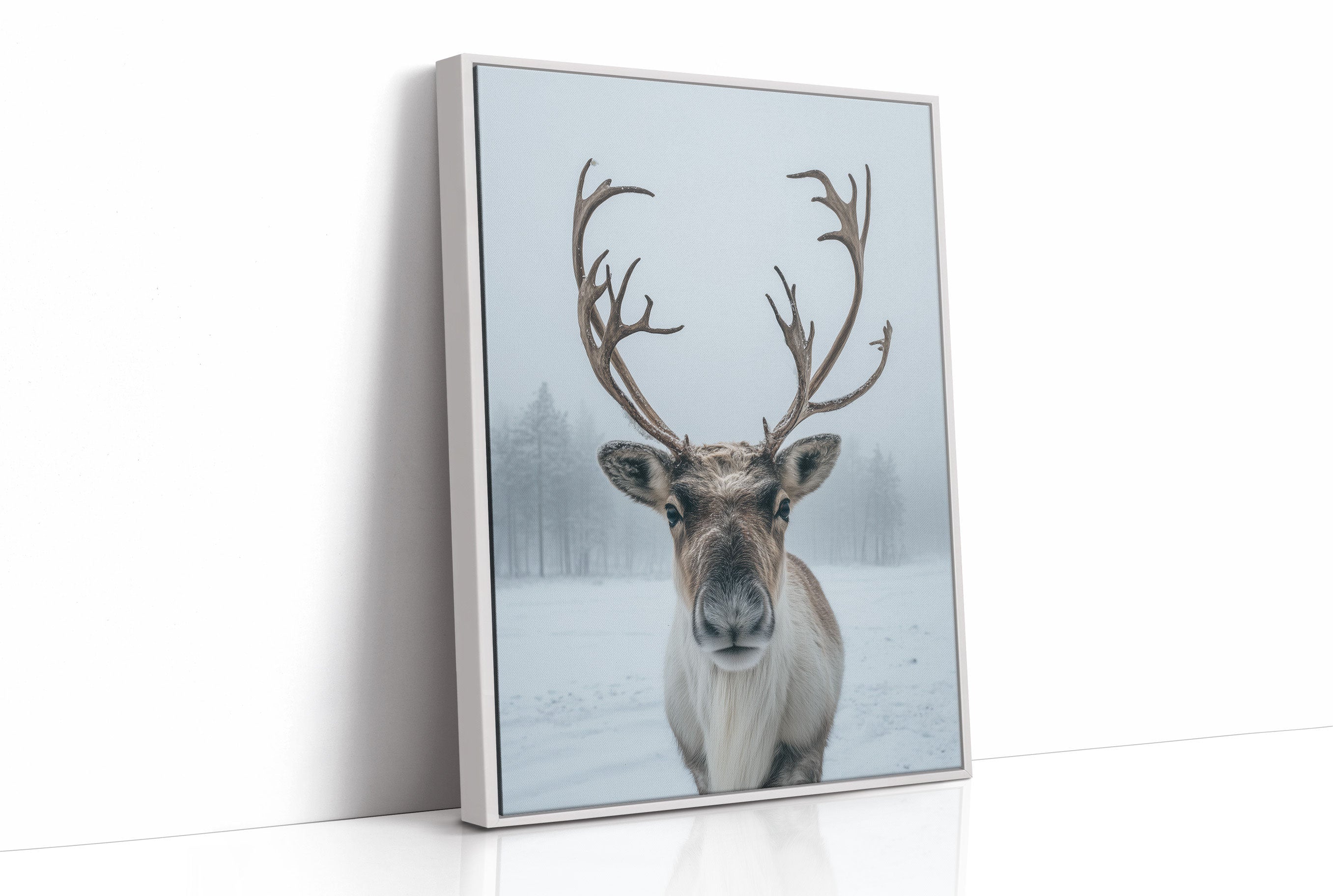 December's Gentle Northern Prince