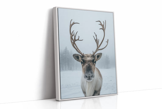 December's Gentle Northern Prince