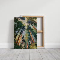 Sunlit Pines Rising