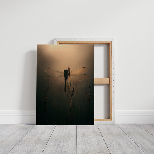 Dragonfly Pauses In Amber Light