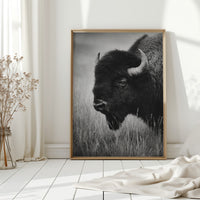 Eyes of the Prairie