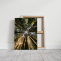 Redwoods and Sunburst