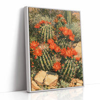 Desert Cactus in Full Bloom