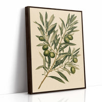 Olive Branch Botanical Study