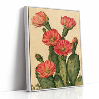 Coral Bloom Prickly Pear