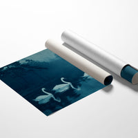 Swans Beneath the Midnight Mist