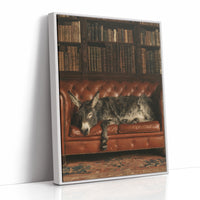Donkey's Library Nap