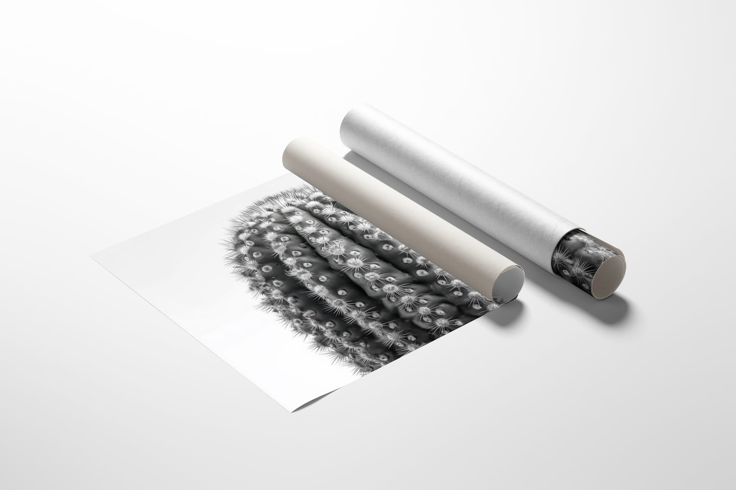 Spines Dance In Silver Light