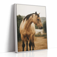 Buckskin Beauty in the Evening Light