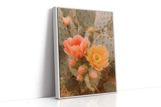 Blooming Cactus in Desert Light
