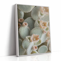Soft Bloom on Fuzzy Desert Cactus