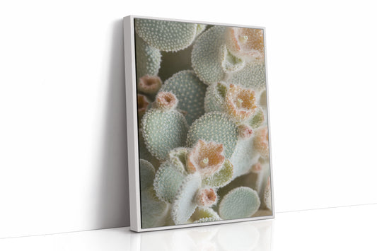 Soft Bloom on Fuzzy Desert Cactus