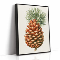 Pinecone Study No. 1