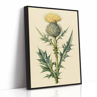 Thistle In Fine Botanical Detail