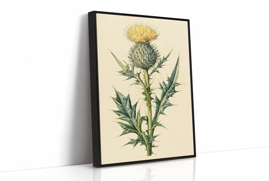 Thistle In Fine Botanical Detail
