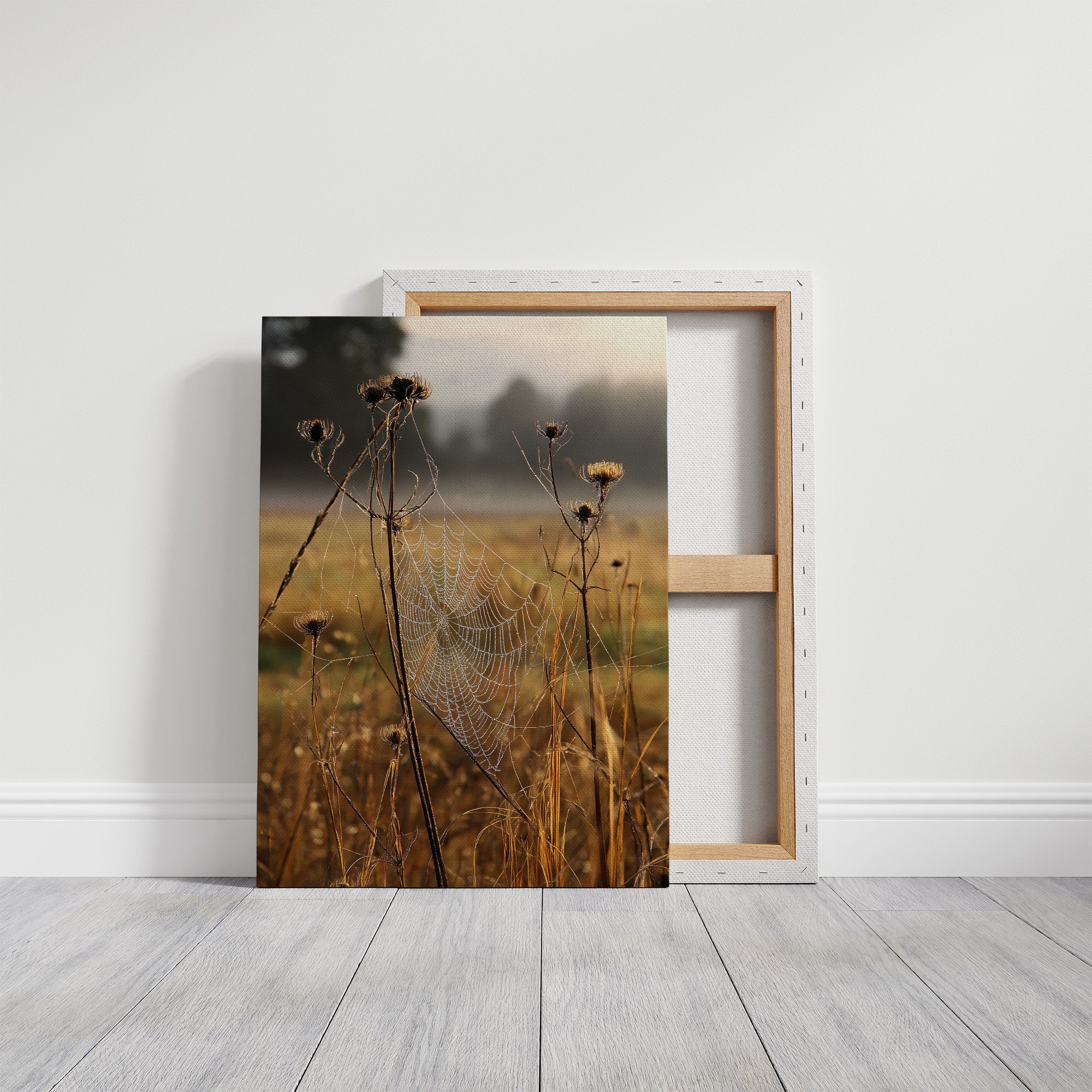 Thistles Catch Dawn's First Light