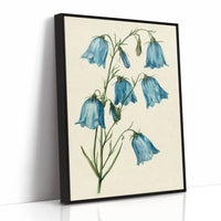 Bell Bottom Blues: A Bluebell Study