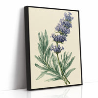 Sprig of Lavender Study