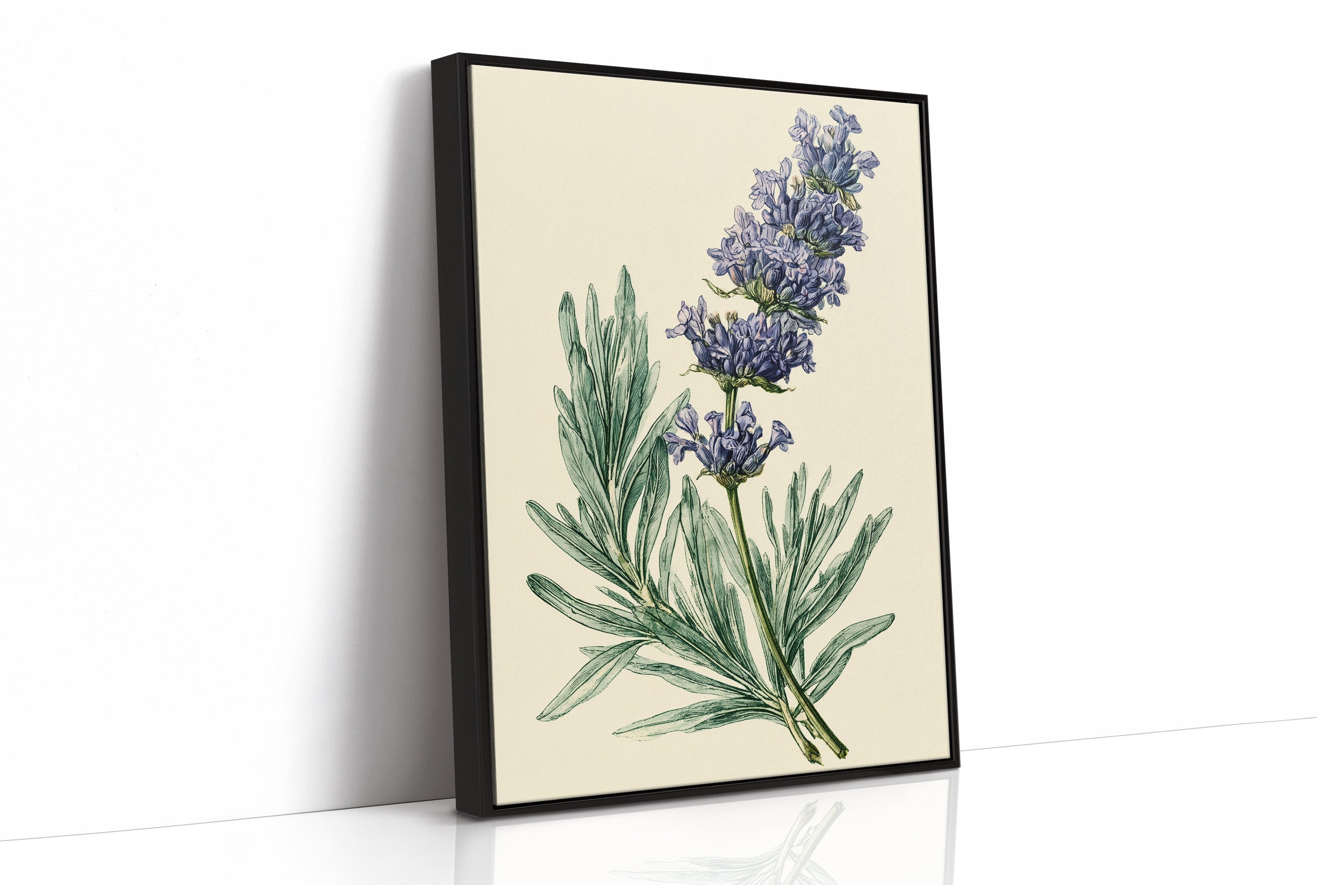 Sprig of Lavender Study