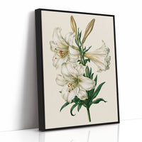 Trumpet of Spring: White Lily Study