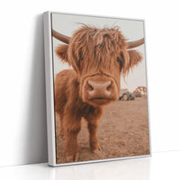 Sweet Stare from the Highland Pasture