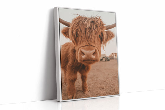 Sweet Stare from the Highland Pasture