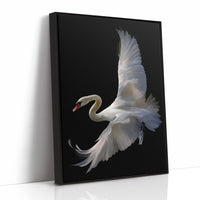 White Swan Graces The Night Bar