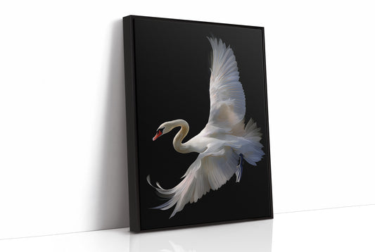 White Swan Graces The Night Bar